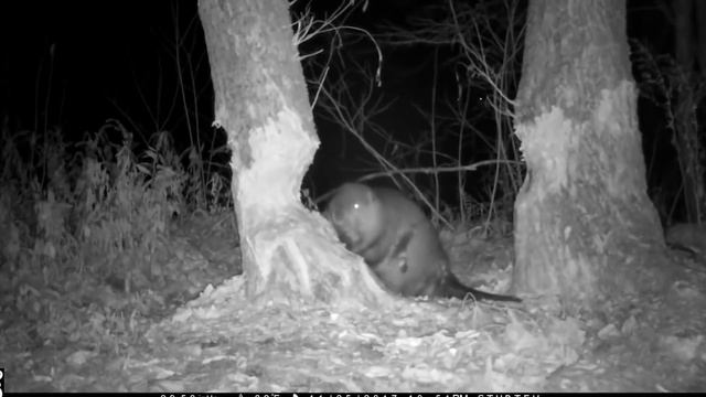 Зачем бобры строят плотину? смотреть онлайн