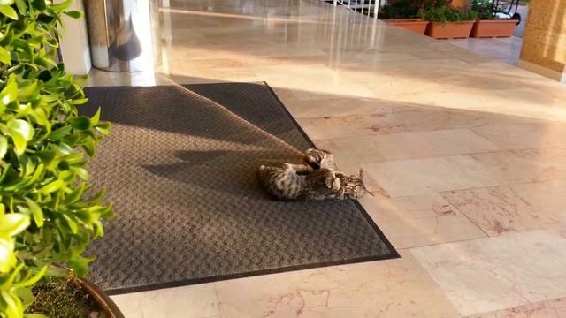 Котята БОЙ БЕЗ ПРАВИЛ смотреть онлайн