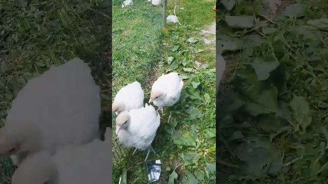 Индюшки Биг 6, дерутся в три недели смотреть онлайн