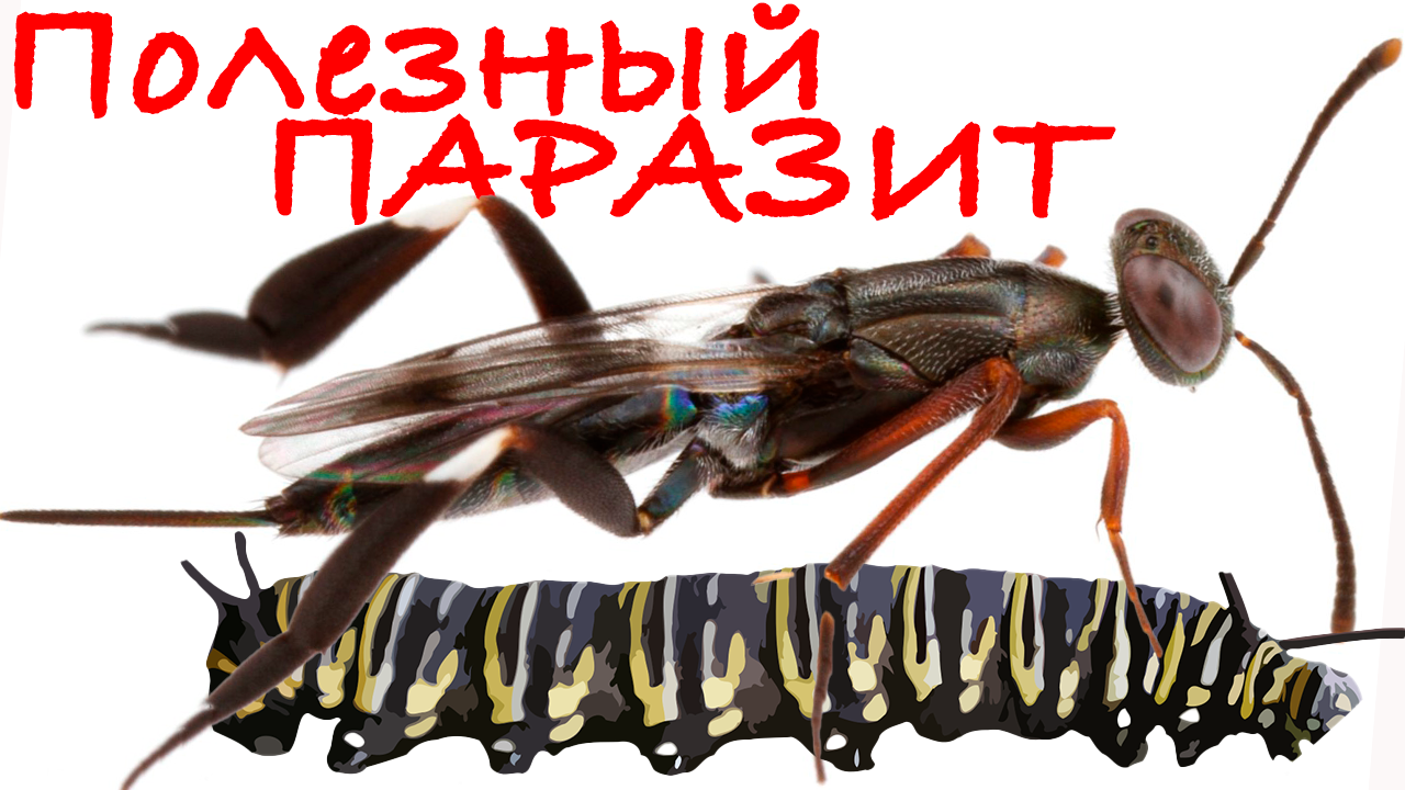 Оса Наездница, Гусеница и Нора / Вертикалочка