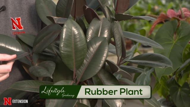 Houseplant Selection смотреть онлайн