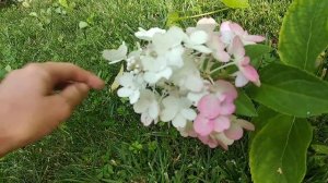 48. Гортензия Candlelight / Гортензія Кендллайт