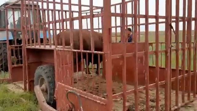 Подвоз быка на случку. смотреть онлайн