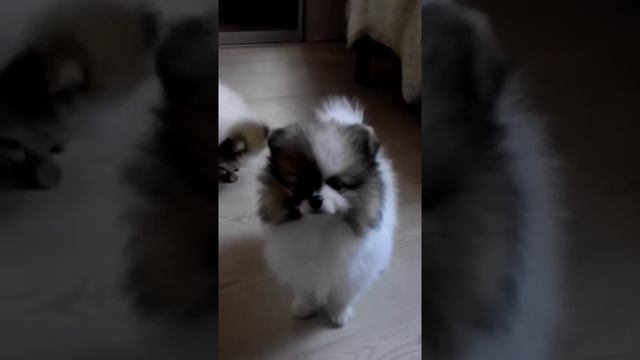 Померанский шпиц окрас патиколор смотреть онлайн