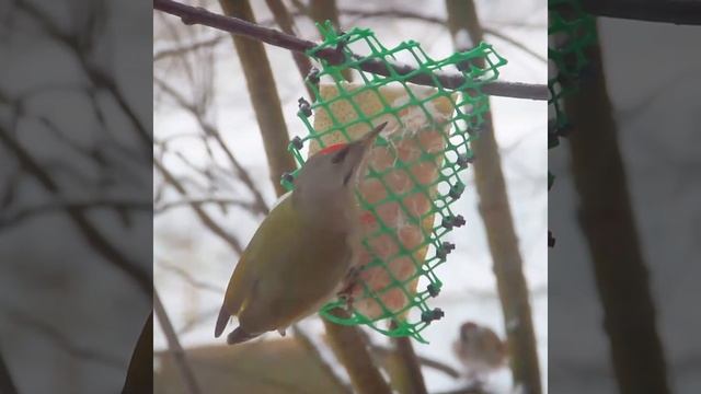 Седой дятел ест сало. смотреть онлайн