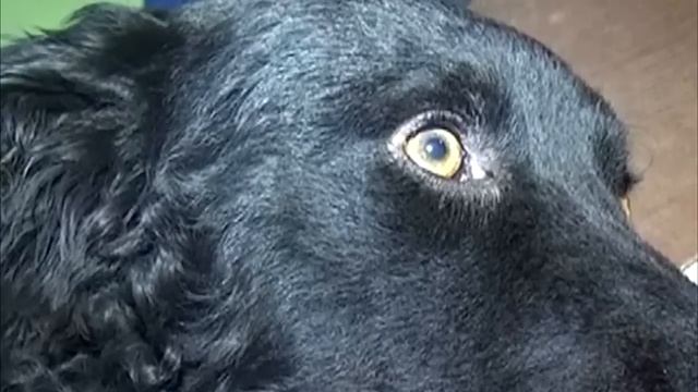 Собаку «усыпил» ветеринар. А на следующее утро произошло нечто невероятное! смотреть онлайн