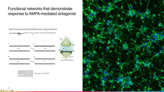 "Spotlight on Neuroscience" and “Consistent and scalable human iPSC-derived cells" смотреть онлайн