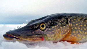 Как быстро почистить щуку.