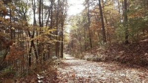 ?Листопад в Осеннем лесу.?Шелест падающих листьев,шум ветра,пение птиц.Звуки осени для релакса и сн