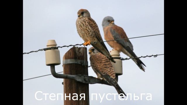 Птицы, занесенные в Красную книгу России 13ч. смотреть онлайн