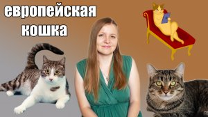 Европейская короткошёрстная кошка. История и особенности породы