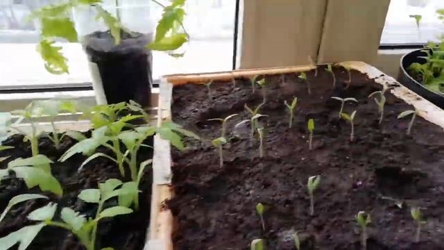 Пассифлора среди рассады - будни огородника смотреть онлайн