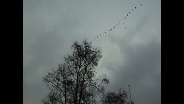 Птичий клин над Тромсо смотреть онлайн