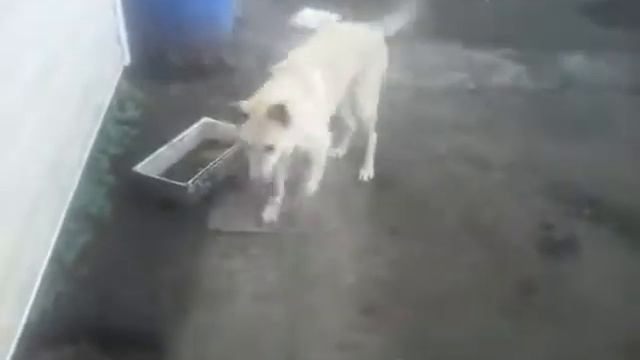 video 1495910590 смотреть онлайн