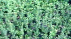 Как растёт ель голубая из семян. Выращивание ели колючей ф.голубая (Часть 2 - 2 май 2018)