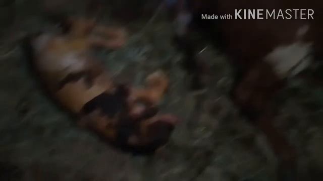 Корова абортировала на 8 месяце. смотреть онлайн