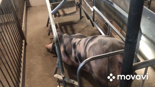 Отлучка поросят, вес поросят при Отлучки ,аптечка свинаря или свиновода,что необходимое в хозяйстве смотреть онлайн