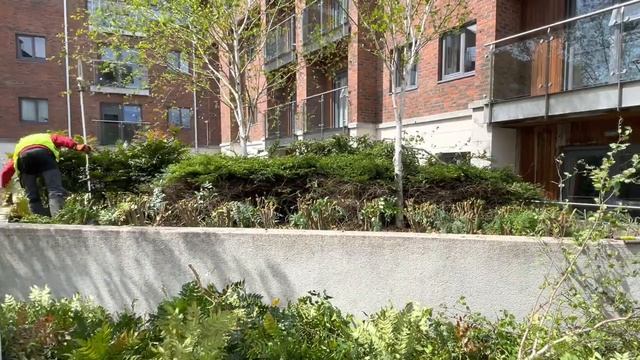 Daily job! Cutting back Mahonia shrubs!! смотреть онлайн