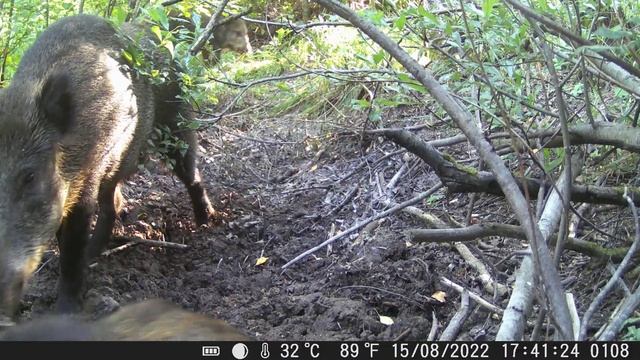 Кабаны в грязевой ванне/Wild Boars In A Mud Bath/15.08.2022/1