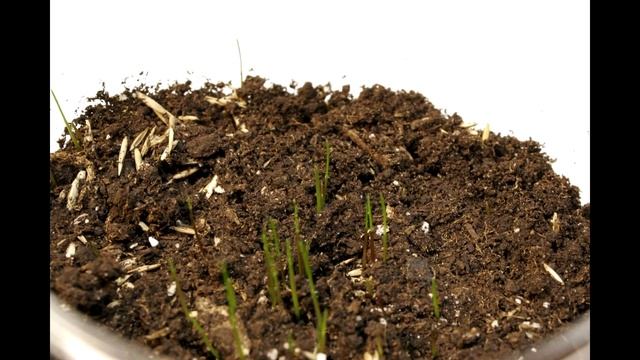 трава растет... ( покадровая съемка ) смотреть онлайн