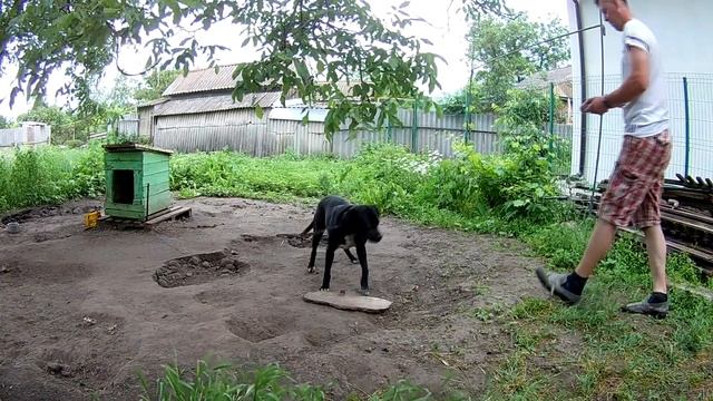 Как научить собаку выдержке перед едой (ждать). смотреть онлайн