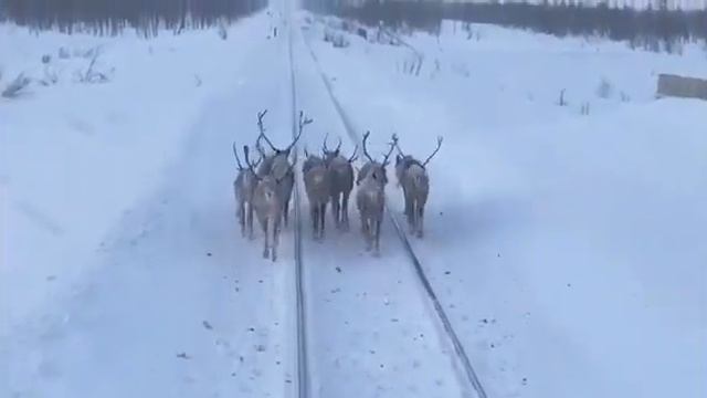 «В натуре, олени есть олени!» смотреть онлайн