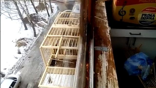 Подкормка снегирей зимой смотреть онлайн