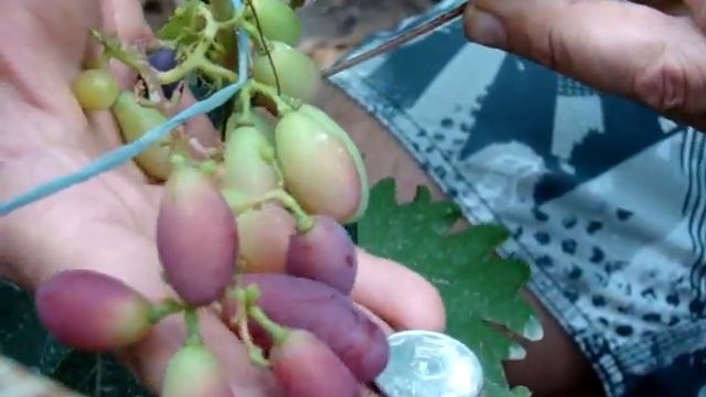ГФ СОН АНЖЕЛИКИ. В гостях на винограднике Николая Колесника. смотреть онлайн