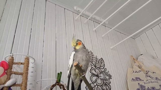 121)СКАЗ О ЖИЗНИ МОИХ ПОПУГАЙЧИКОВ И НЕМНОЖКО О  МОИХ АДЕНИУМАХ!!!