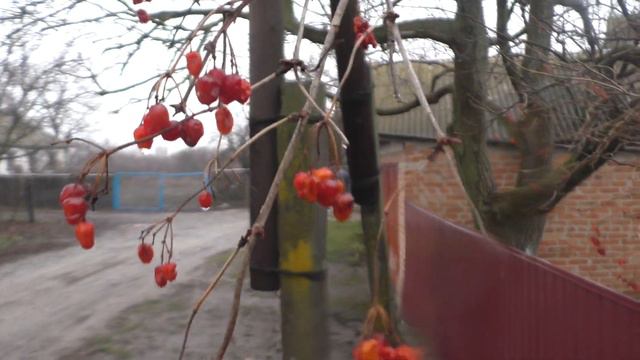 Калина. смотреть онлайн