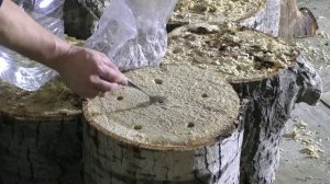 Грибы Вешенка в подвале гаража на пнях