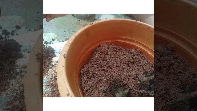 How recovery the Anthurium plant from fungus by simple trick смотреть онлайн