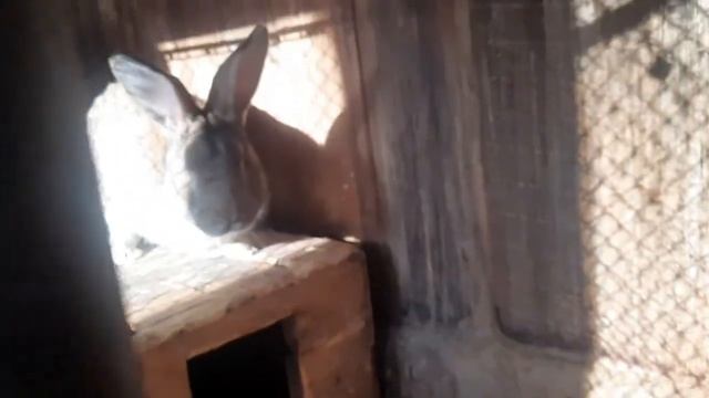 ??Почему крольчиха съедает крольчат? (+каннибализм)?? смотреть онлайн