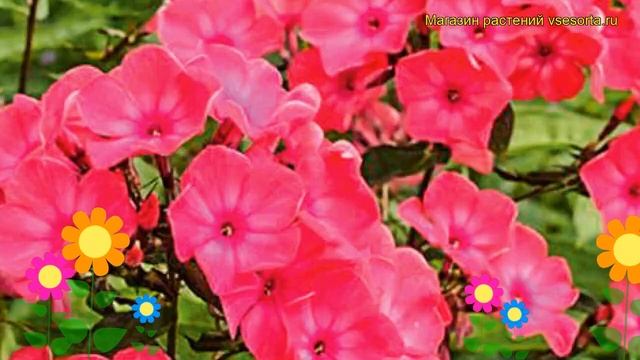 Флокс метельчатый Николас Фламель. Краткий обзор, описание phlox paniculata Nicholas Flamel смотреть онлайн