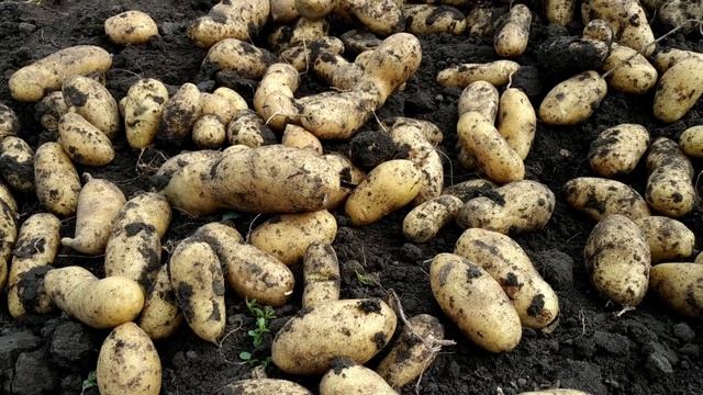 Урожай 2022год Картофель сорта Бельмонда и Гранада смотреть онлайн