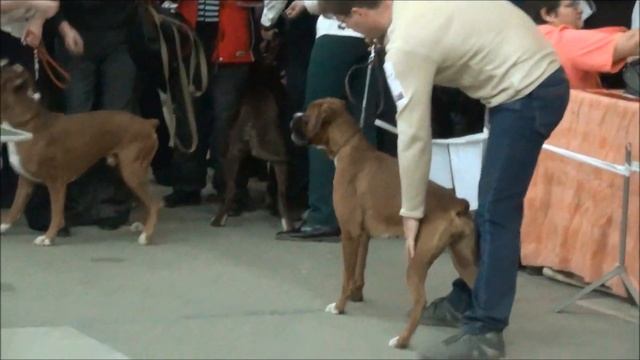 Выставки в Тольятти 30 11 14 г сука и сравнение на ЛПП смотреть онлайн