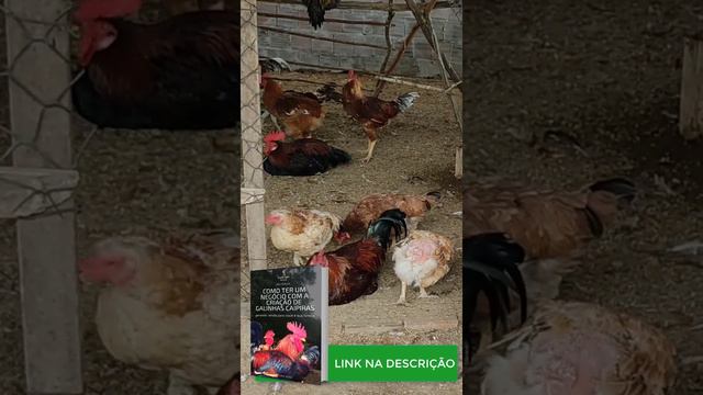 CRIAR GALINHA CAIPIRA GERA RENDA - EBOOK GRATIS смотреть онлайн