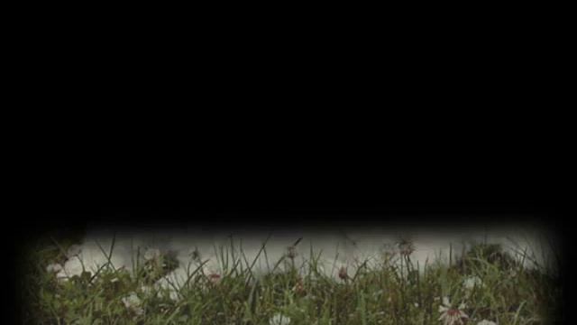 Мальтийская болонка милая собачка))) смотреть онлайн