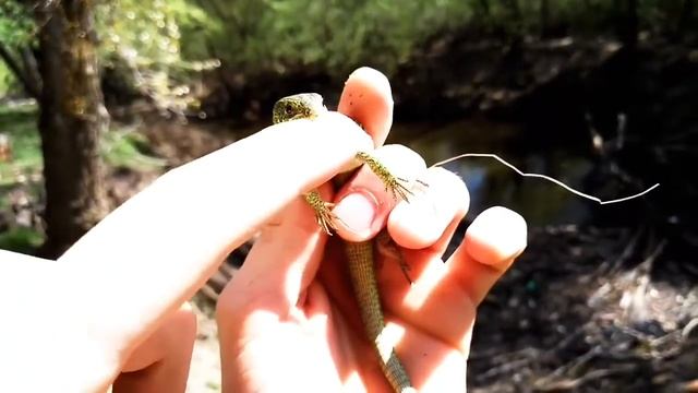 Укус ядовитой ящерицы! смотреть онлайн