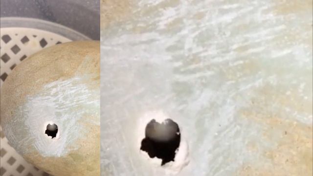 А у нас лебеди живут. Лебеди Домашние Животные. Рождение маленьких лебедят на озере Валензее. смотреть онлайн