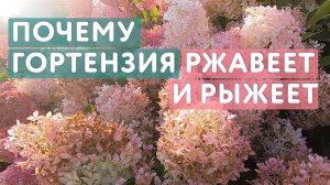 Гортензии рыжеют, ржавеют и коричневеют почему так происходит и можно ли с этим что-то сделать