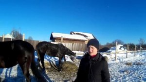 Доверие лошади к человеку/Верховая езда с нуля