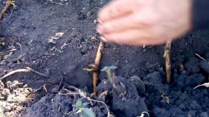 Посадка в осень чубуков смородины и винограда