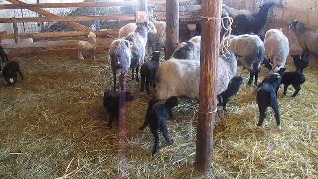 романовская порода овец ''Лидер Агро'' смотреть онлайн