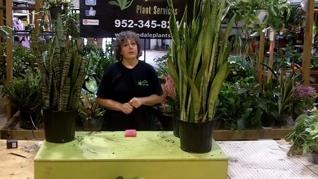 tech talk with Lee Newton - snake plant смотреть онлайн