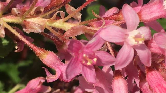 Flowering currant (Ribes sanguineum) - flowers close up - March 2019 смотреть онлайн