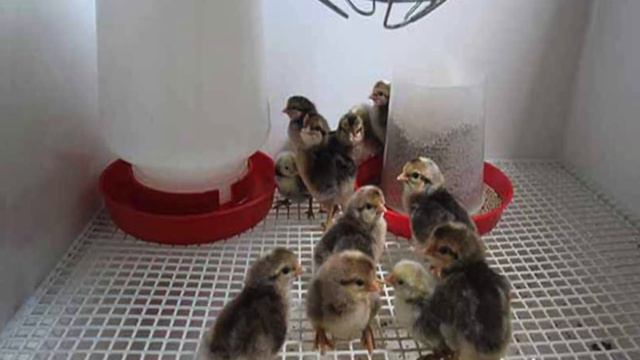 RAISING CHICKS 🐥: BEGINNERS GUIDE TO GET STARTED. смотреть онлайн