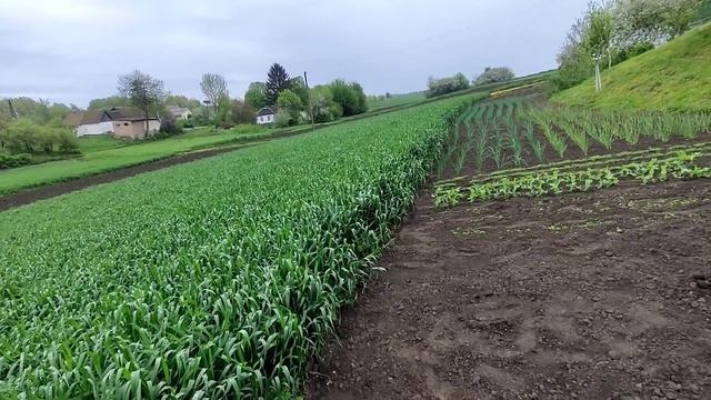 Украинское село?сеем огурцы , арбузы и Сажаем цветочки смотреть онлайн