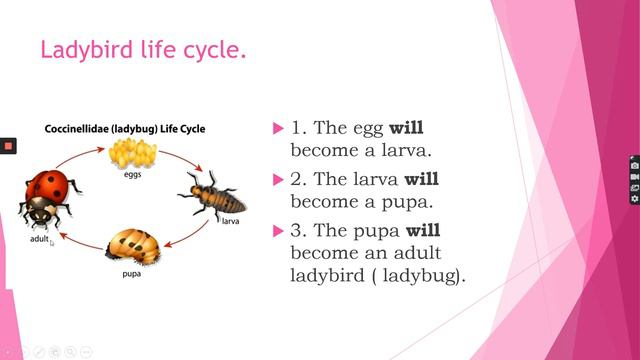 Will and won't ( 4th grade) смотреть онлайн