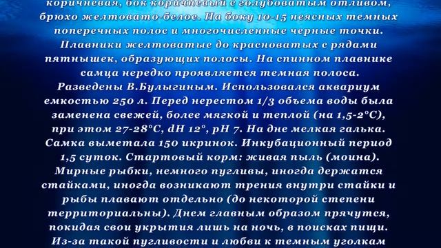 Аквариумная рыбка Боция Бая смотреть онлайн